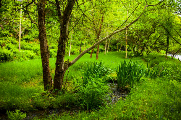 Spring landscape in the forests of Ireland.