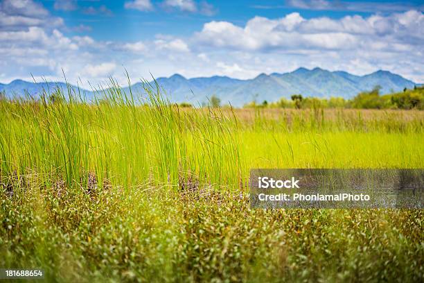 Foto de Pântano e mais fotos de stock de Agricultura - Agricultura, Azul, Beleza natural - Natureza