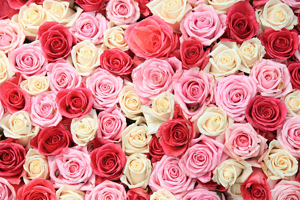 istock White and pink roses in arrangement 181689271