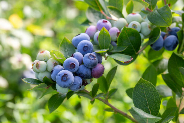 トルコのイズミルの収穫期に木に熟した果物の束があるブルーベリー農場。ブルーベリー狩りの歴史。