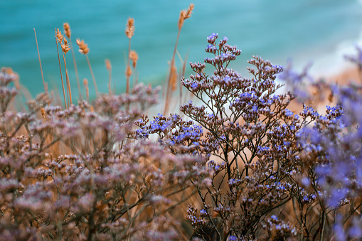 Wildflowers on top of a mountain overlooking the sea, blurry focus.