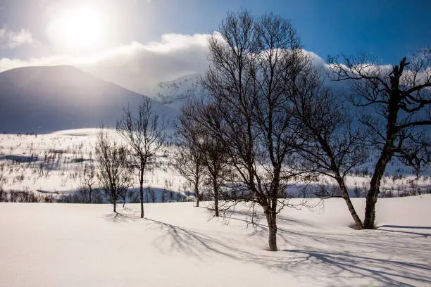 Photo of Dog sledding in Lofoten Islands, Northern Norway.