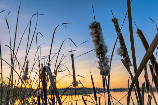 Cattails at the end of the season are beginning to go to seed and unravel. And we see them here at the lake as the sun begins to set.