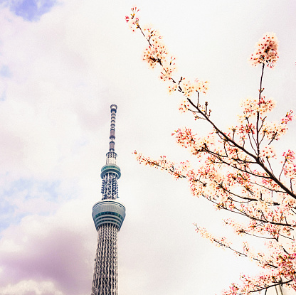 A branch of flowering cherry blossom on a cloudy spring day in Tokyo, with Tokyo's Skytree tower in the distance.