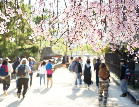 Close-up of sakura blossom from a tree above, with defocused pedestrians in the background, on a street on Itsukushima Island., near Hiroshima in Japan.