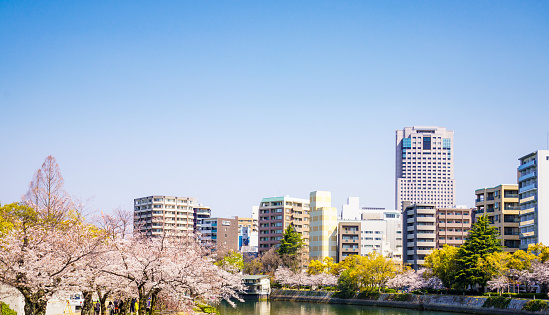 A beautiful sunny day in late March, with a clear blue sky and flowering cherry trees alongside the river flowing through downtown Hiroshima, Japan.