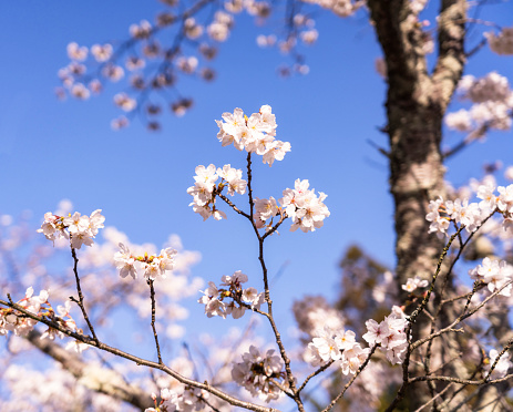 Macro image of cherry blossom in a public park in Tokyo on a beautiful sunny day in spring.