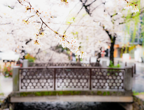 Close-up of sakura flowers, with the street, sidewalk, and a small traditional bridge over a stream in Kyoto during springtime.