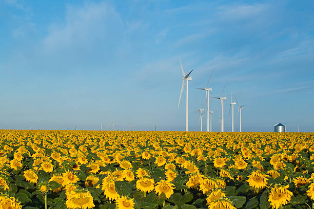 Wind turbines and sunflowers stock photo