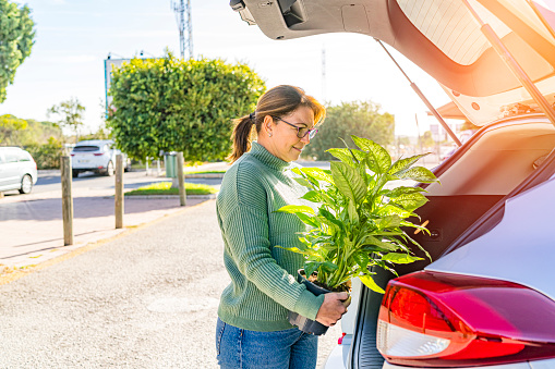 Mature woman loading potted plant in car trunk