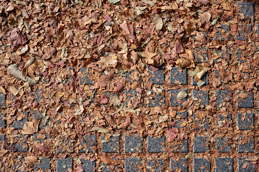 texture of dry broken brown leaves lying on the ground