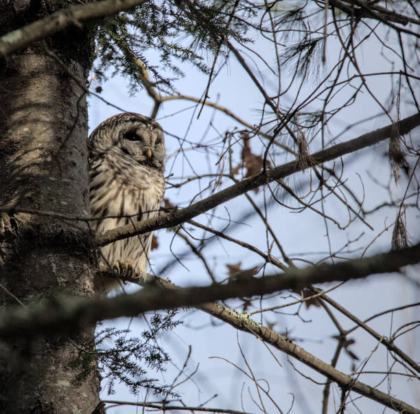 istock barred owl sitting on tree branch 1816928979