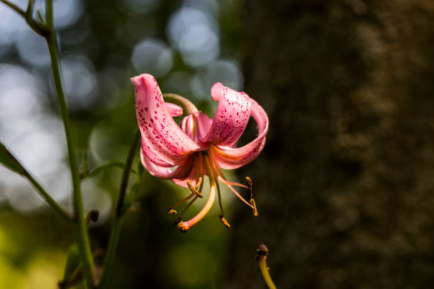 lily flower