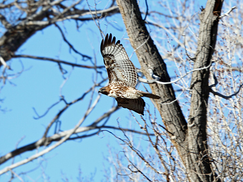 Swainson's Hawk (Buteo swainsoni) flying past a cottonwood tree.
