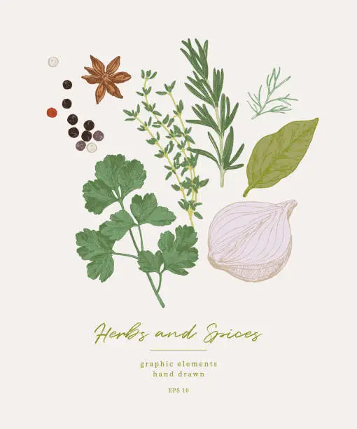 Vector illustration of Herbs and Spices onion and parsley set