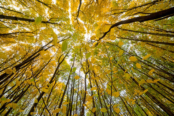 istock Autumn park with yellow trees and sunny day. Interesting upward shooting angle. 1816936433