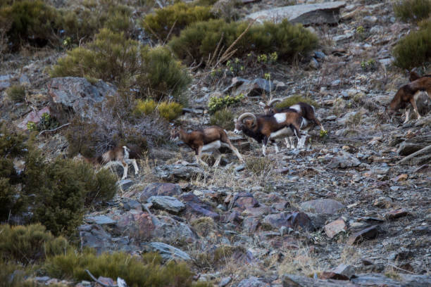 Mouflons in Capcir, Pyrenees, France