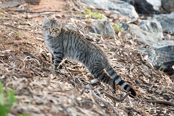 Feral cat feral cat on the banks of Memindee lakes,NSW stray cat stock pictures, royalty-free photos & images