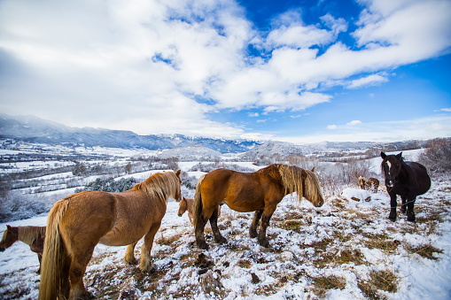Winter horses in La Cerdanya, Pyrenees, Spain