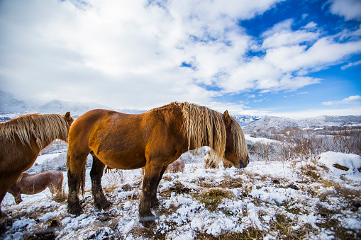 Winter horses in La Cerdanya, Pyrenees, Spain