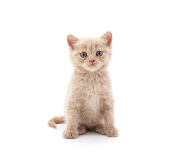 istock One little red kitten sitting. 1816941216