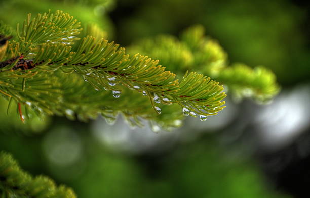 istock Water drops on a fresh fir bough 181694770