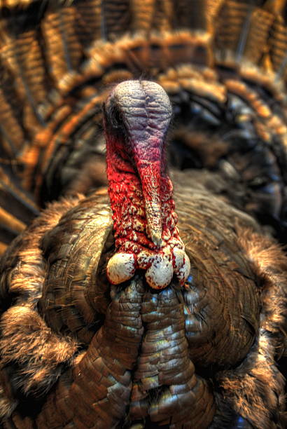 istock Close-up of a live turkey 181694778