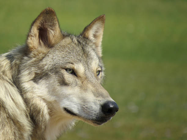 Portrait of a gray wolf in the forest