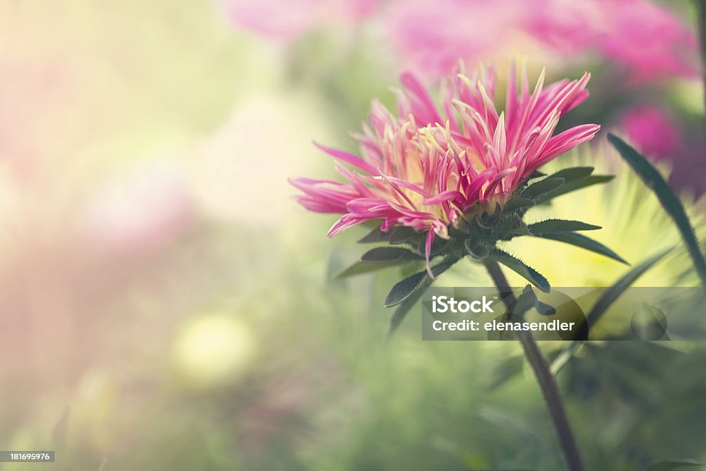 Fleur Rose Aster - Photo de Août libre de droits