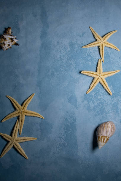 istock Starfish and snails on the seabed. Sea texture with copy space. 1816960699