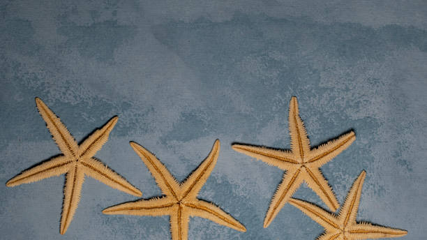 istock Starfish and snails on the seabed. Sea texture with copy space. 1816960708