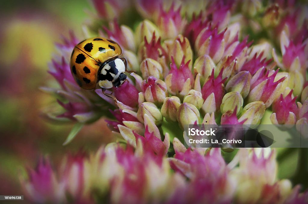 Marienkäfer sitzt auf Rosa Blume - Lizenzfrei Blatt - Pflanzenbestandteile Stock-Foto