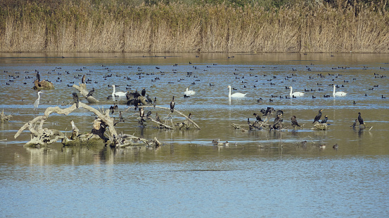 several species of aquatic birds populate a small tranquil lake
