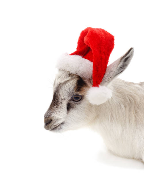 istock Little goat in a Christmas hat. 1816963409