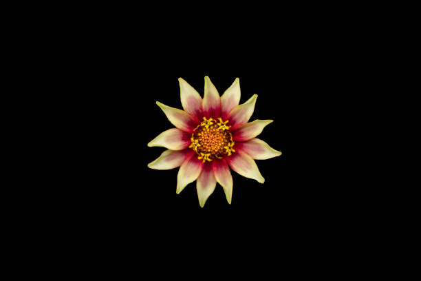 Close up of a brightly coloured Gazania flower