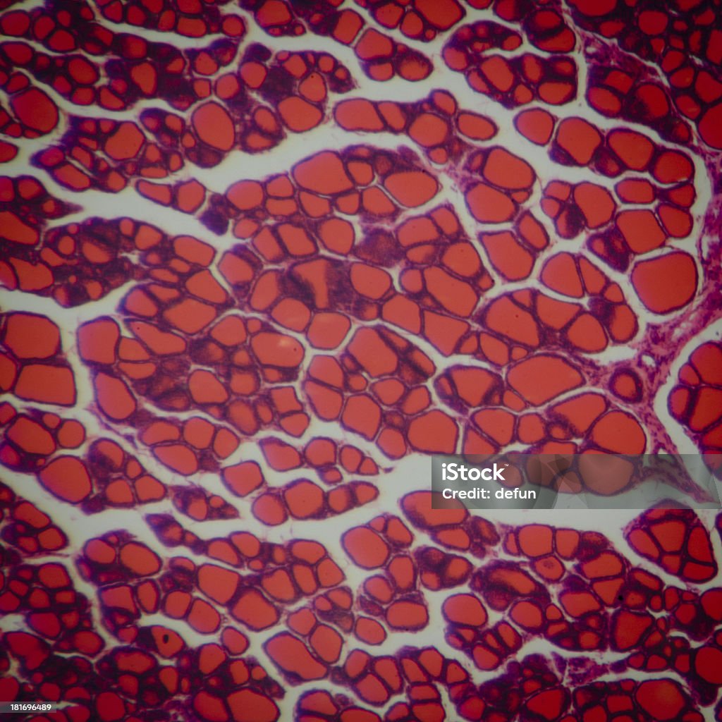 Ciencia médica fisiología anthropotomy microscópica thyroi humanos - Foto de stock de Portaobjetos de microscopio libre de derechos