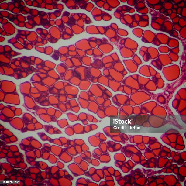 科学医療 Anthropotomy 生理学顕微鏡ヒト Thyroi - 顕微鏡用スライドのストックフォトや画像を多数ご用意 - 顕微鏡用スライド, ヒト細胞, スクエア
