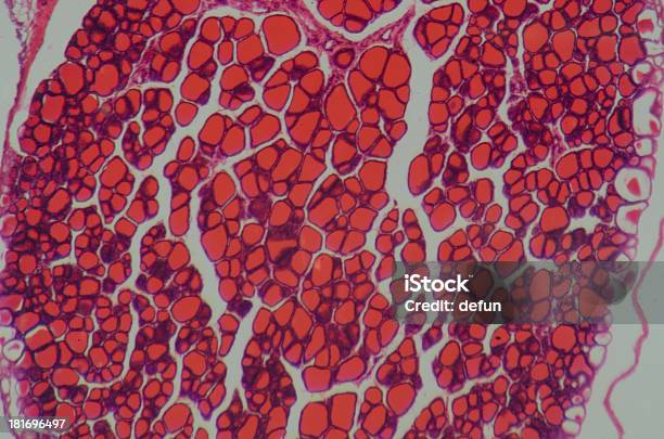 科学医療 Anthropotomy 生理学顕微鏡ヒト Thyroi - ヒト細胞のストックフォトや画像を多数ご用意 - ヒト細胞, ピンク色, ヘルスケアと医療