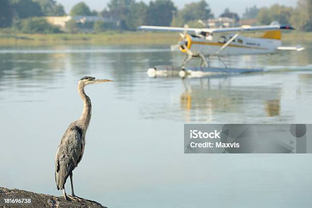 Wasserflugzeug Und Heron Yvr Richmond British Columbia Stockfoto und mehr Bilder von Auf dem Wasser treiben