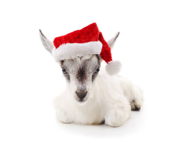 istock Little goat in a Christmas hat. 1816967473