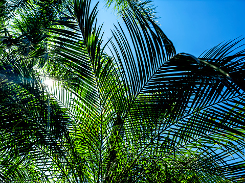 Green palm tree leaves shining with sunlight in Florida