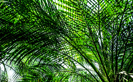 silhouette of palm in green park