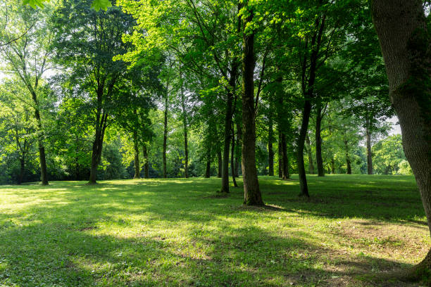 istock beautiful maple tree foliage with green foliage 1816969410