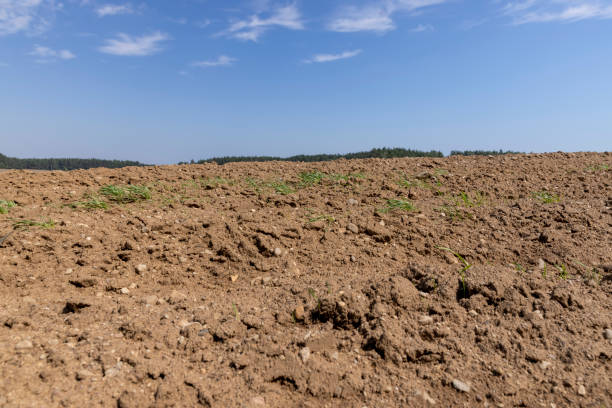 istock plowed soil in the field for sowing plants 1816969946