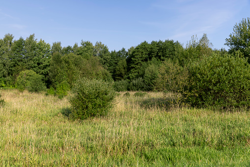 a field with green grass and shrubs with green foliage, a field at the edge of the forest with mixed trees