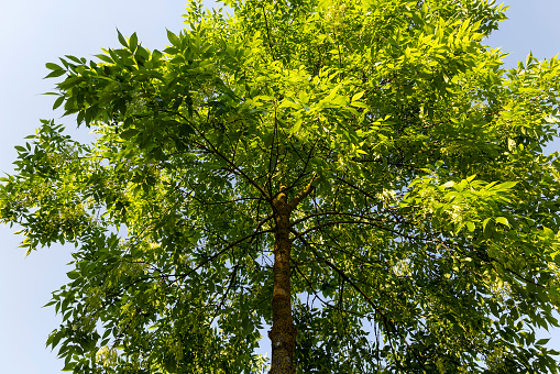 beautiful foliage ash tree with green foliage, beautiful foliage ash tree in sunny weather
