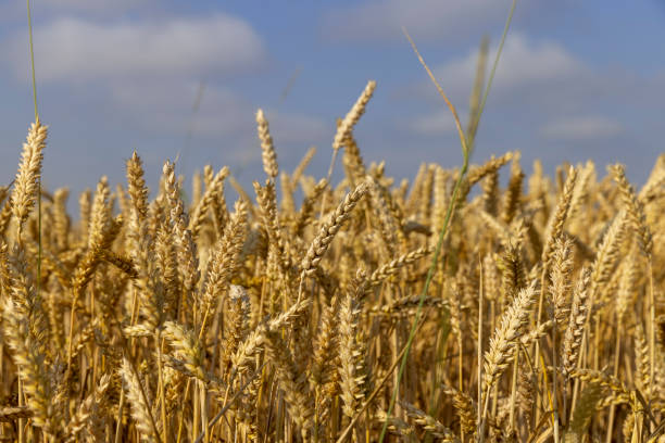 istock rye field with grain harvest on hot summer days 1816970593