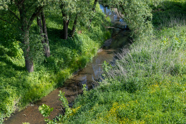 istock grass and trees growing on the birch of a small river in summer 1816971147