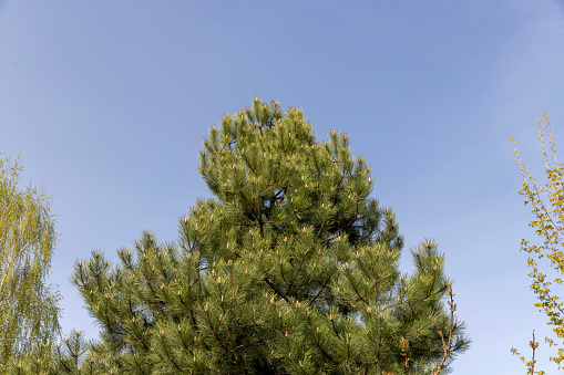 a green pine tree against a blue sky, a pine tree in the spring season