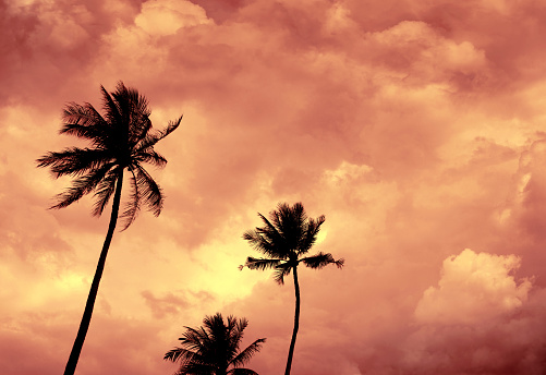 Palm trees in red clouds in Florida